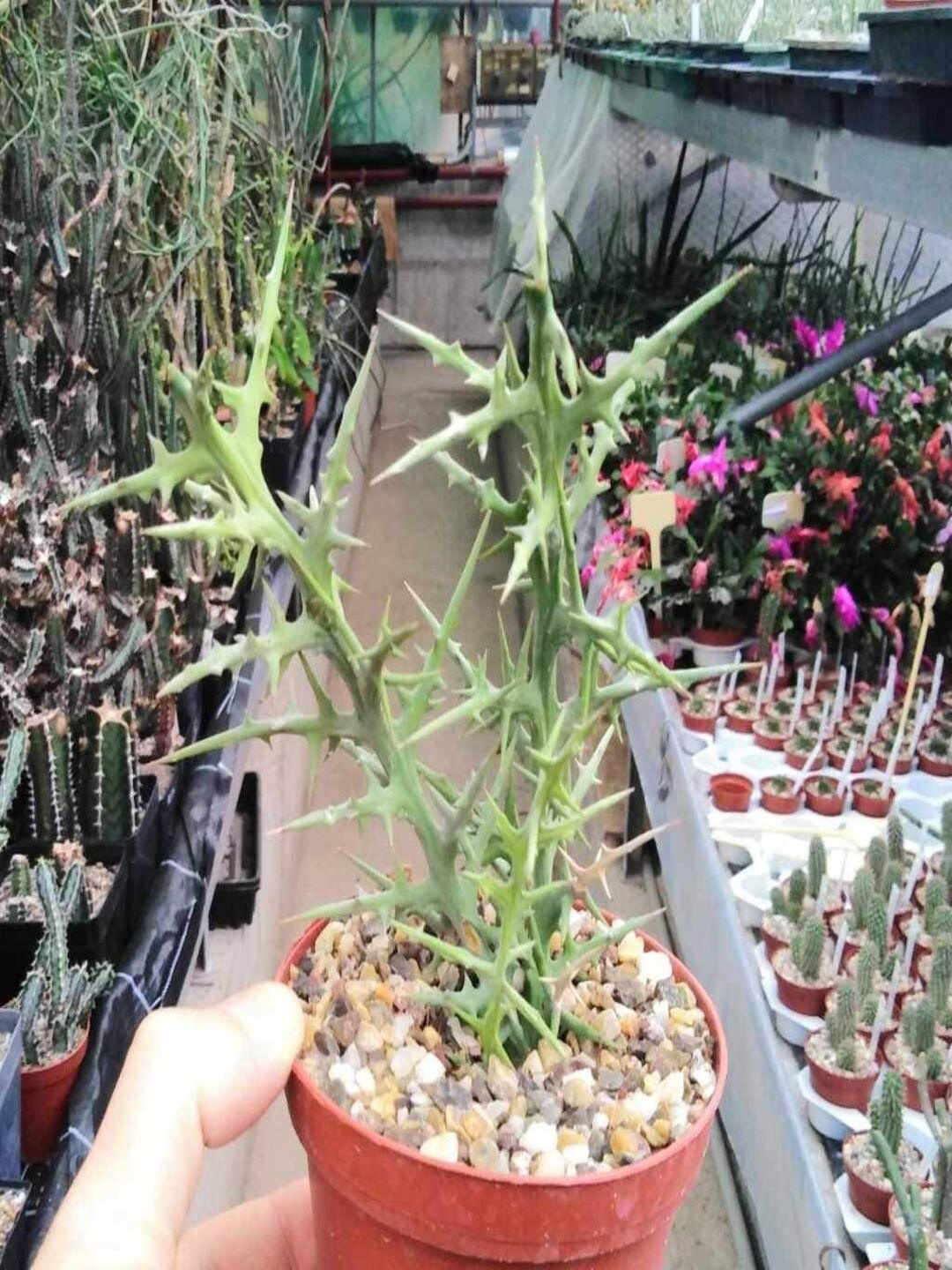 

Studio Seed Euphorbia Stenoclada Live Plant, Green