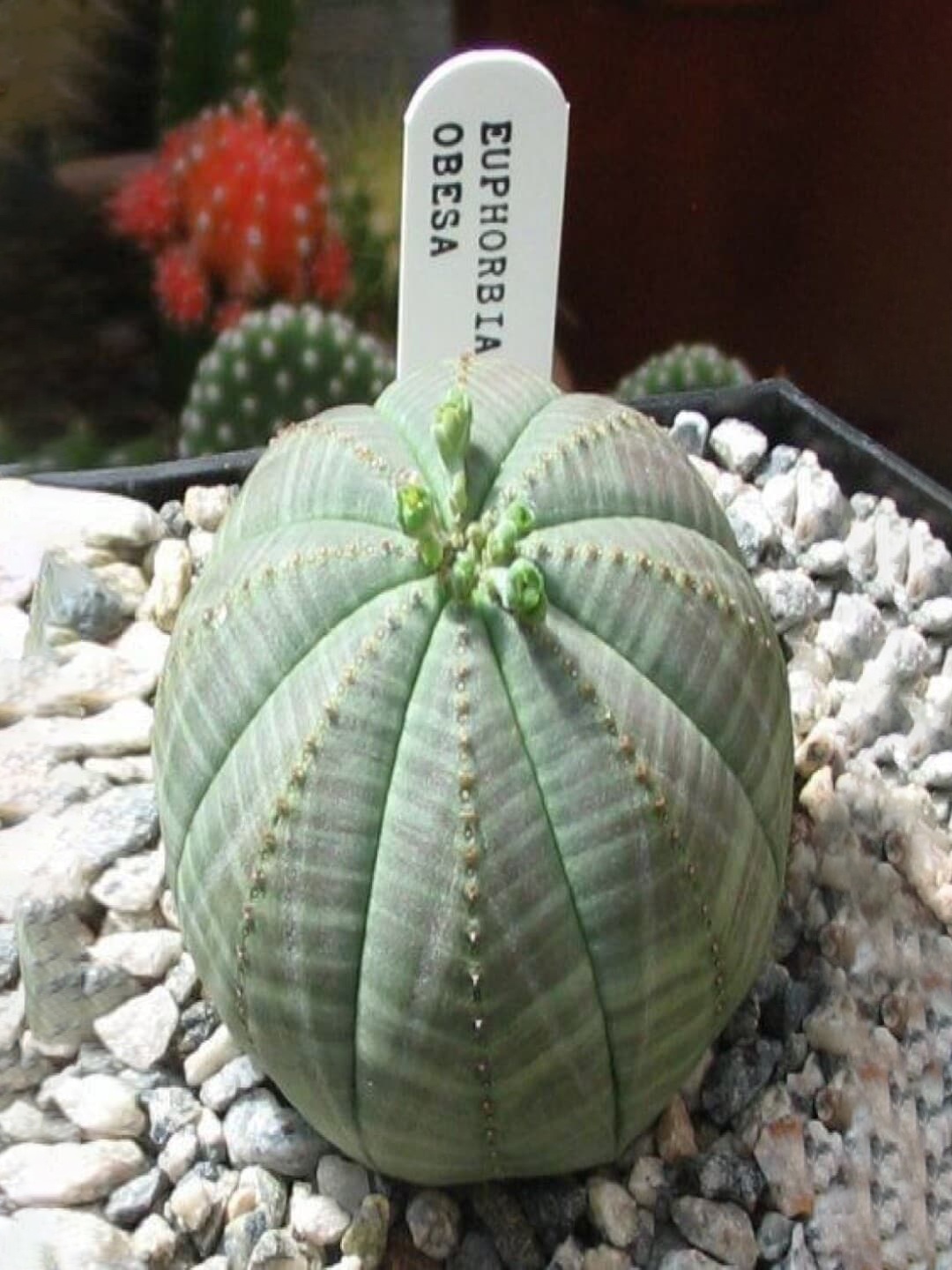 

Studio Seed Outdoor Euphorbia Obesa Live Plant, Green