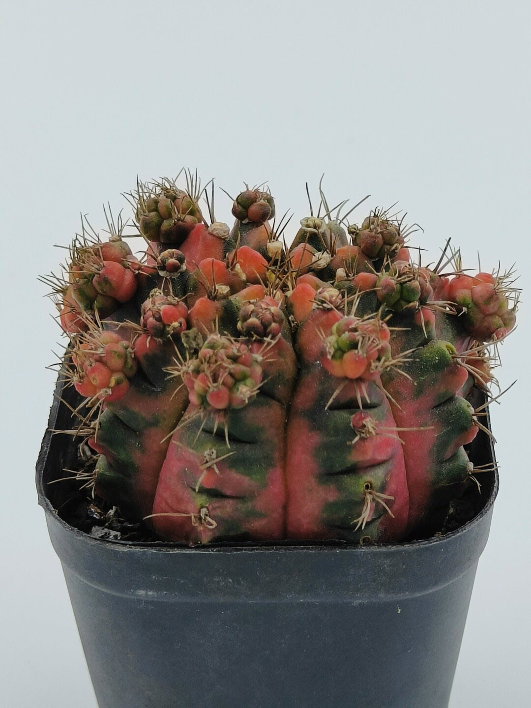 

Studio Seed Variegated Gymnocalycium Mihanovichii Live Plant, Green