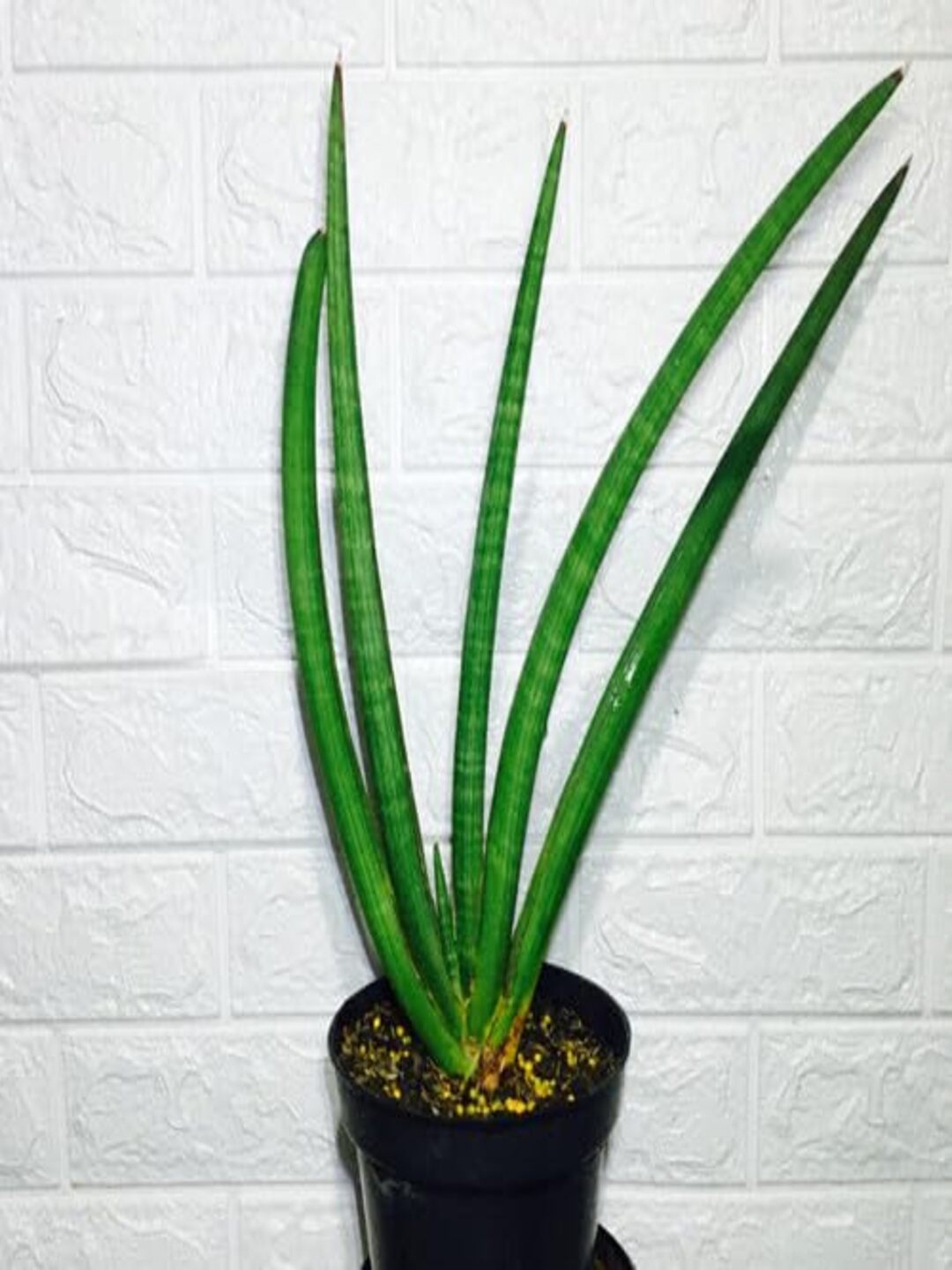 

Studio Seed Sansevieria Pearsonii Live Plant, Green