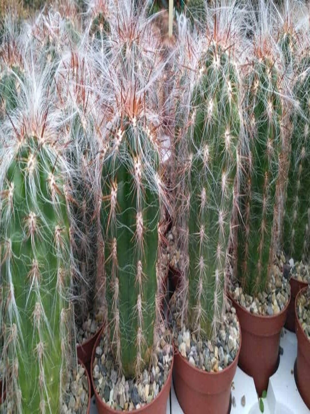 

Studio Seed Oreocereus Celsianus Live Plant, Green