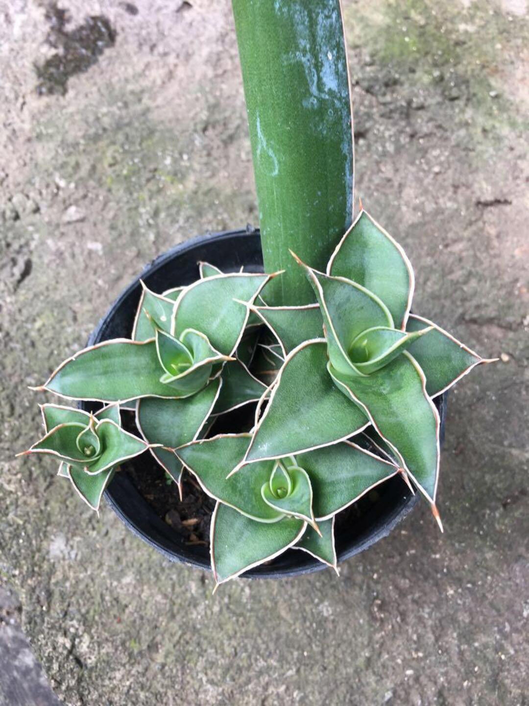 

Studio Seed Ansevieria Lavranos Live Plant, Green