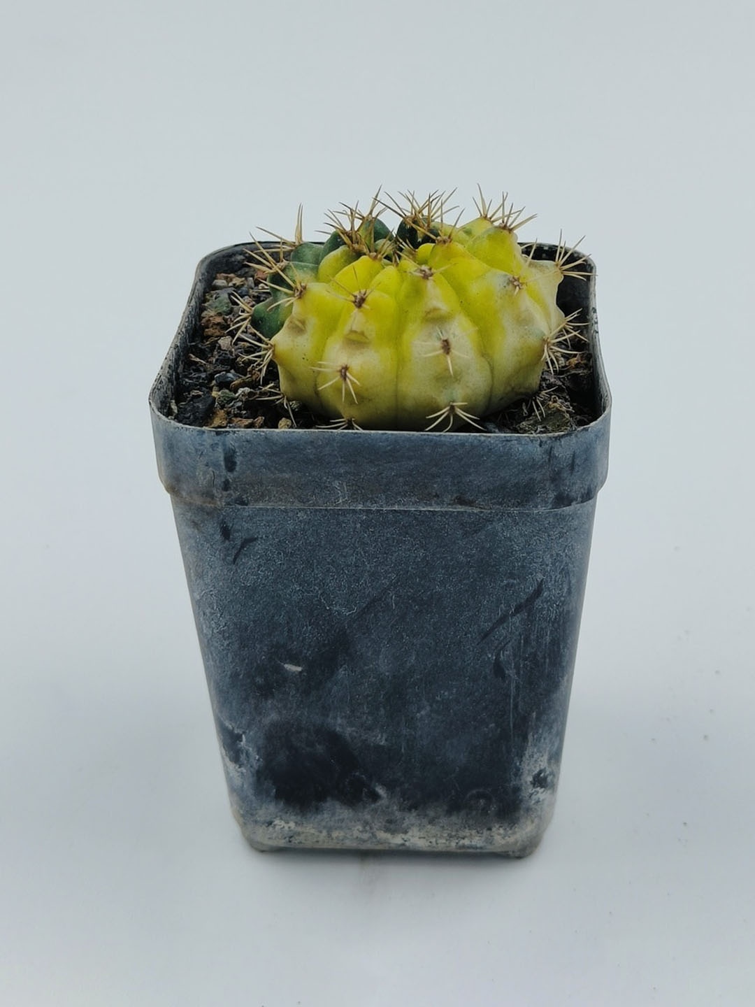 

Studio Seed Gymnocalcium Hybrid Variegated Cactus Plant, Green