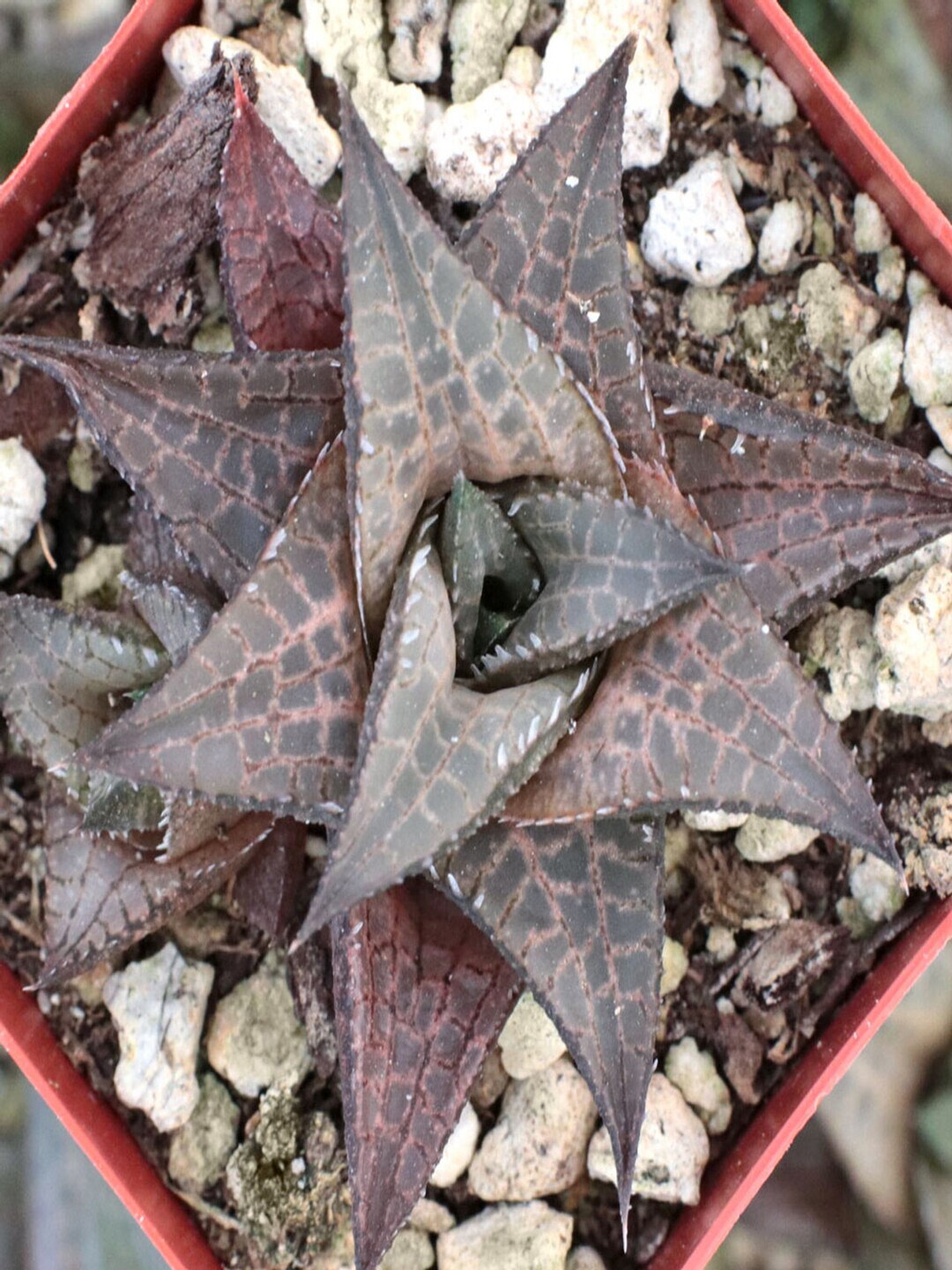 

Studio Seed Haworthia Venosa Live Plant, Green