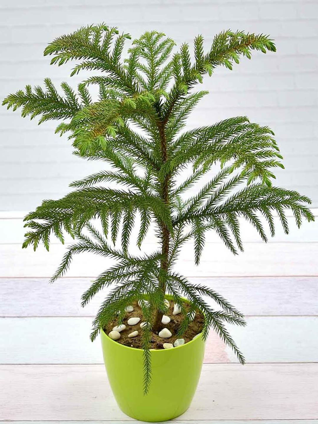 

Studio Seed Outdoor Araucaria AKA Christmas Tree Live Plant, Green