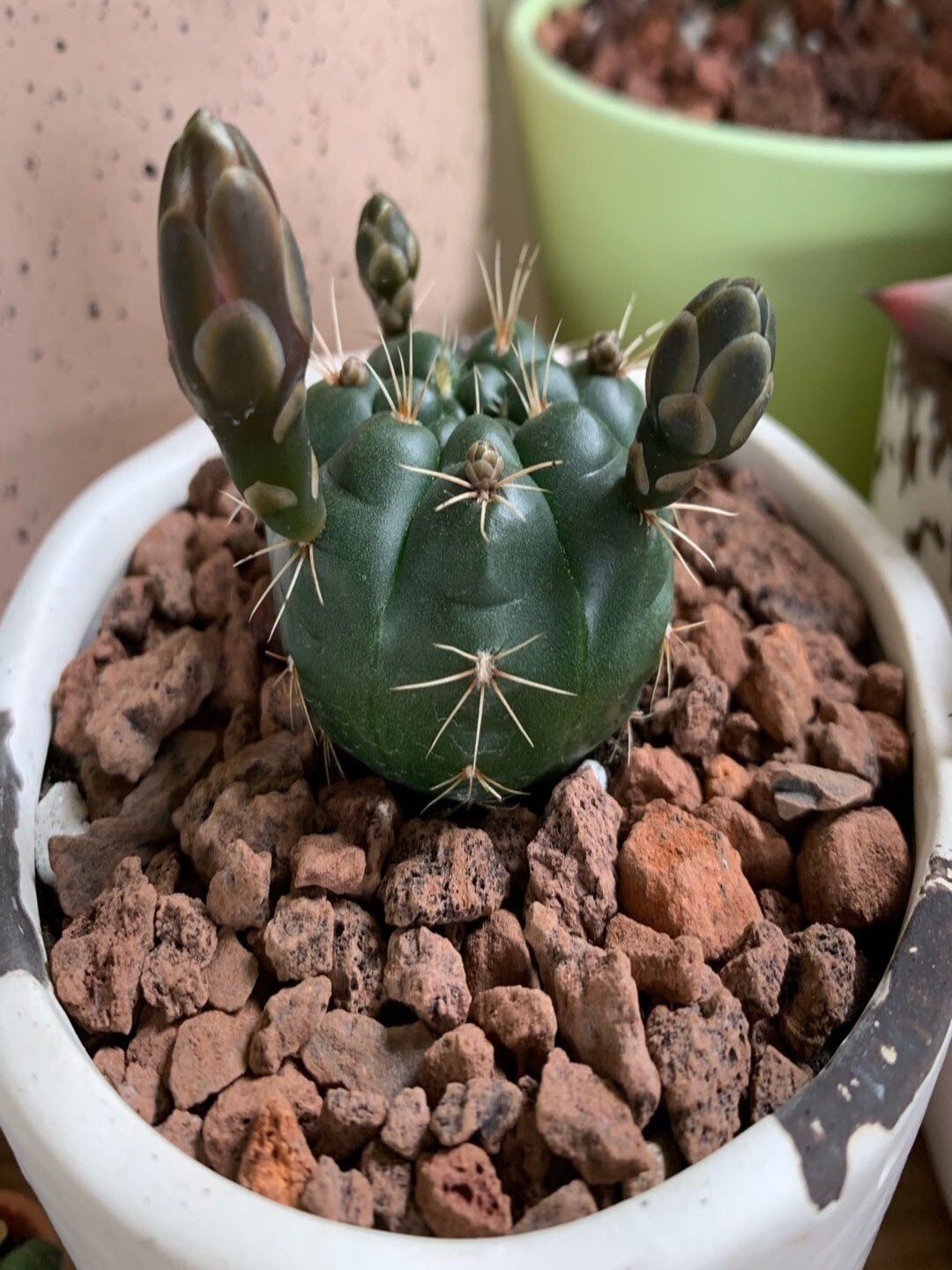 

Studio Seed Gymnocalycium Damsi Live Plant, Green