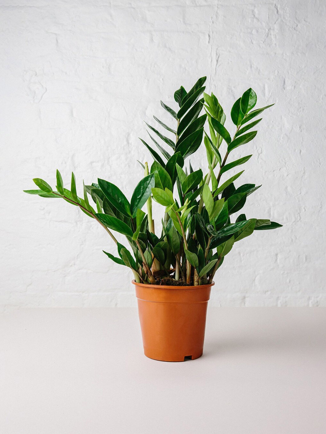 

Studio Seed Zamioculcas zamiifolia Air Purifier Plant, Green