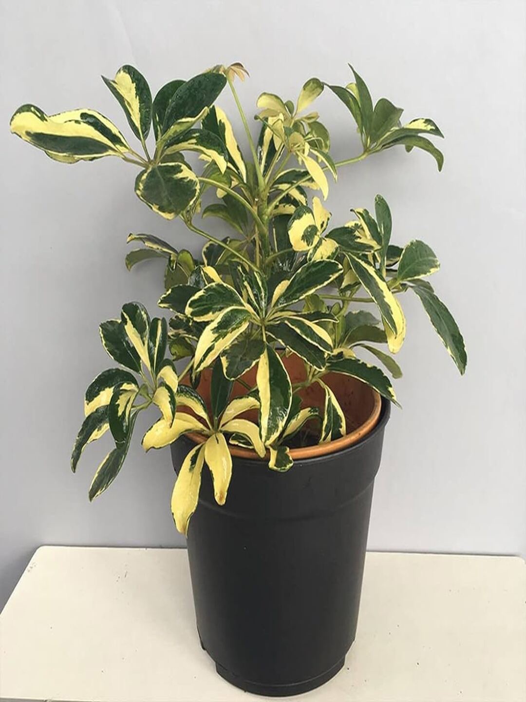

Studio Seed Schefflera Variegated Live Plant, Green