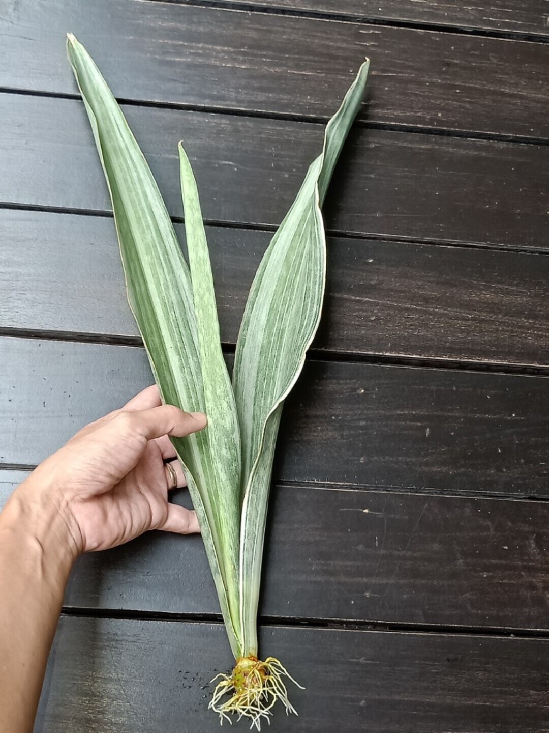 

Studio Seed Sansevieria Metallica Siam Silver Live Plant, Green