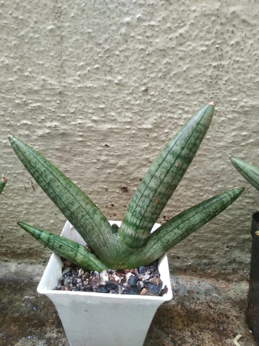 

Studio Seed Sansevieria Boncel Live Plant, Green