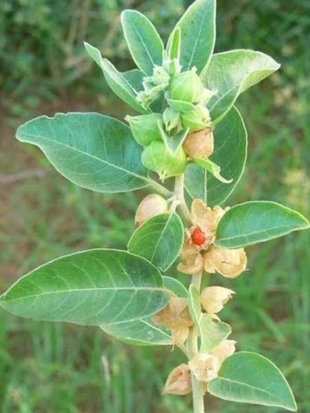 

Studio Seed Shrubs Ashwagandha Hybrid Seed, Brown