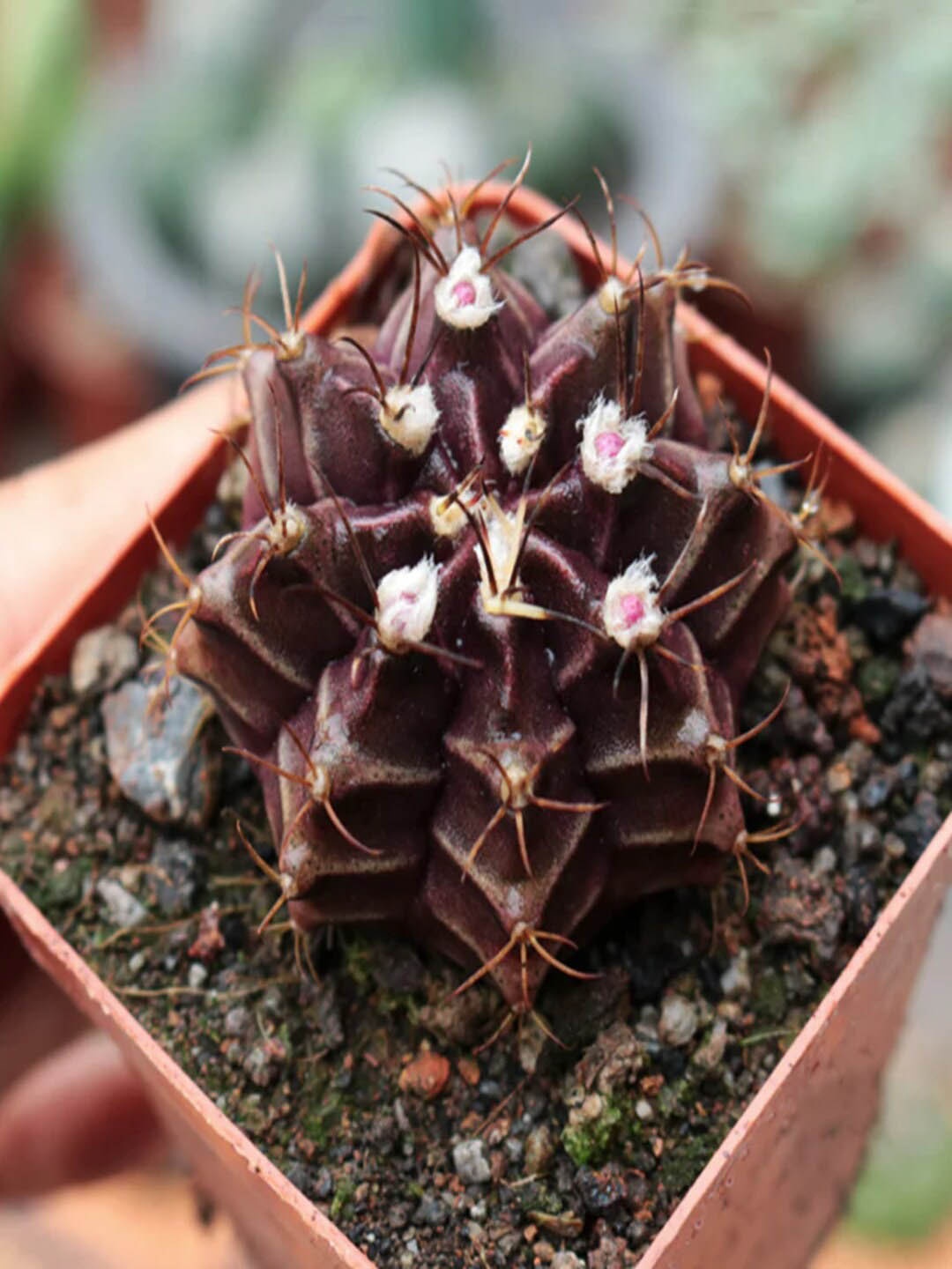 

Studio Seed Gymnocalycium Mihanovichii Cactus Live Plant, Maroon