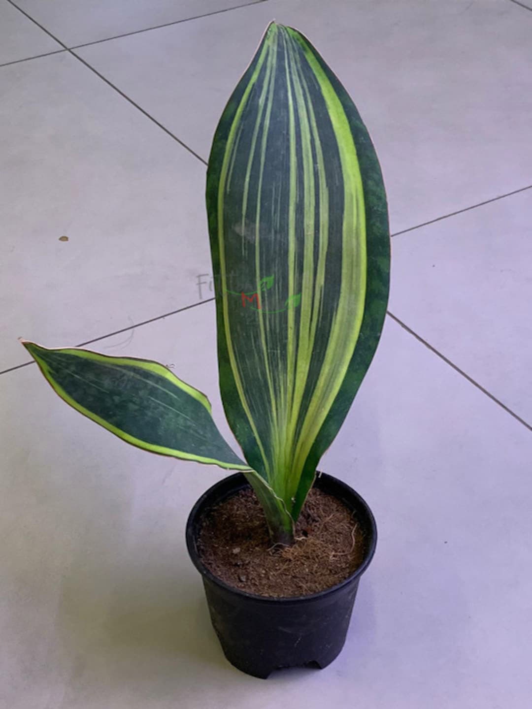 

Studio Seed Green Sansevieria Masoniana Live Plant