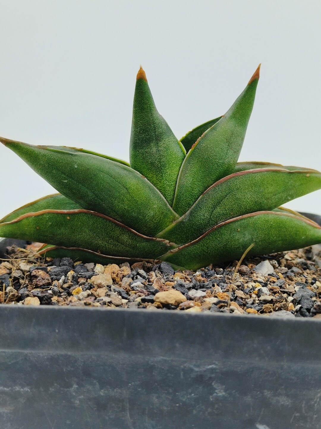 

Studio Seed Sansevieria Sawasde Hybrid Live Plant, Green