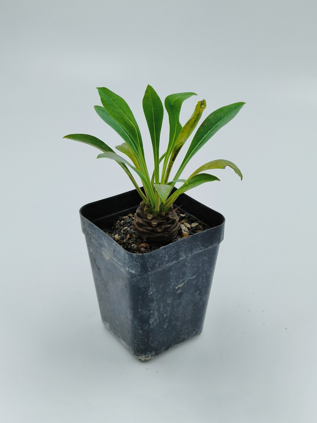 

Studio Seed Outdoor Euphorbia Bupleurifolia Live Plant, Green
