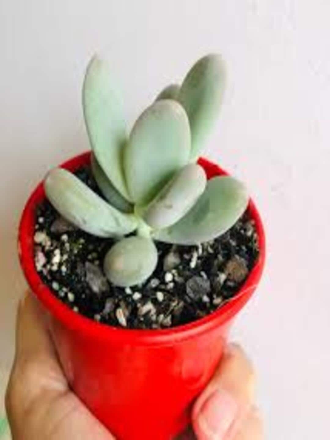 

Studio Seed Pachyphytum Oviferum Succulent Live Plant, Green