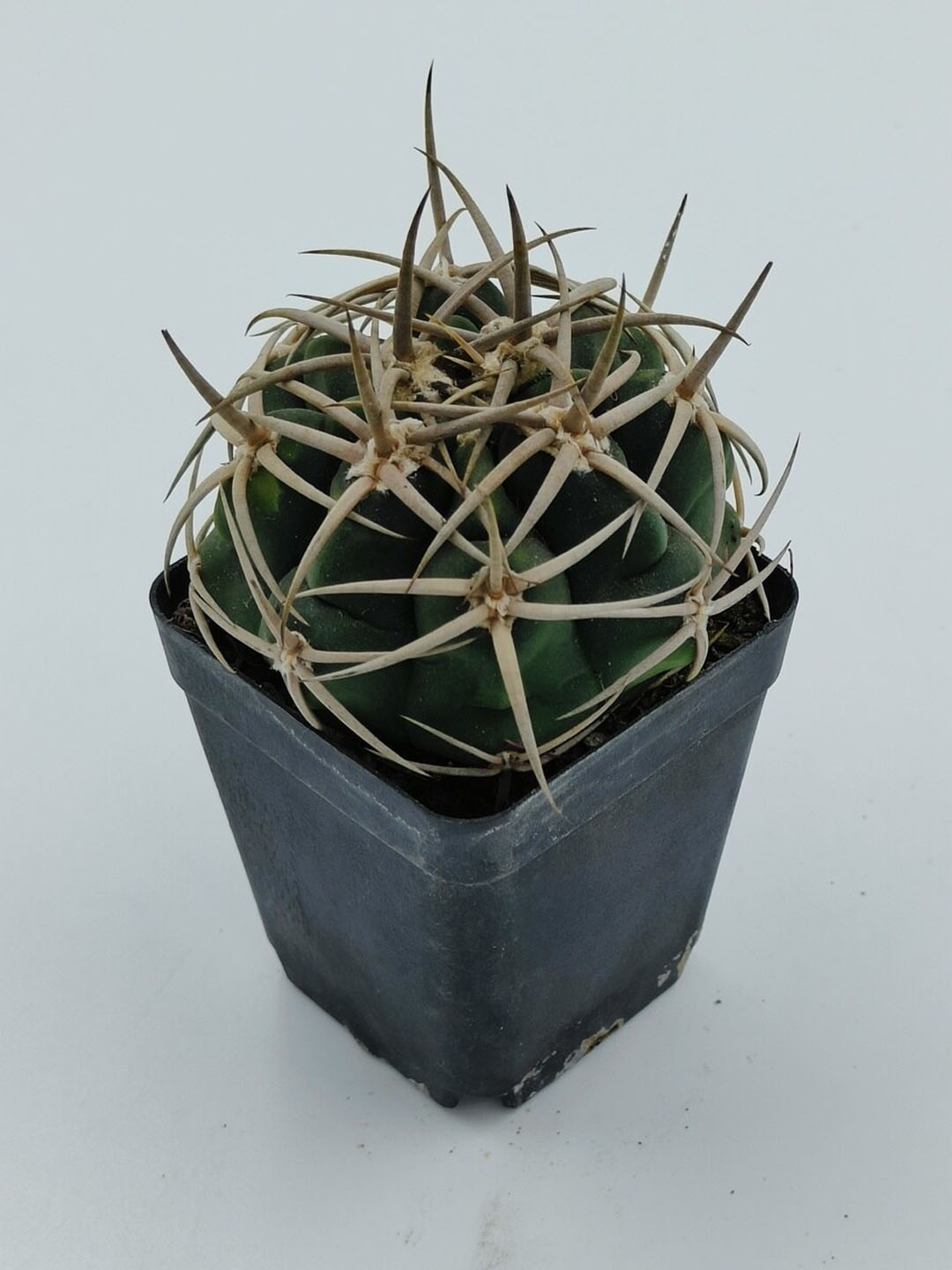 

Studio Seed Gymnocalycium Ferox Live Plant, Green