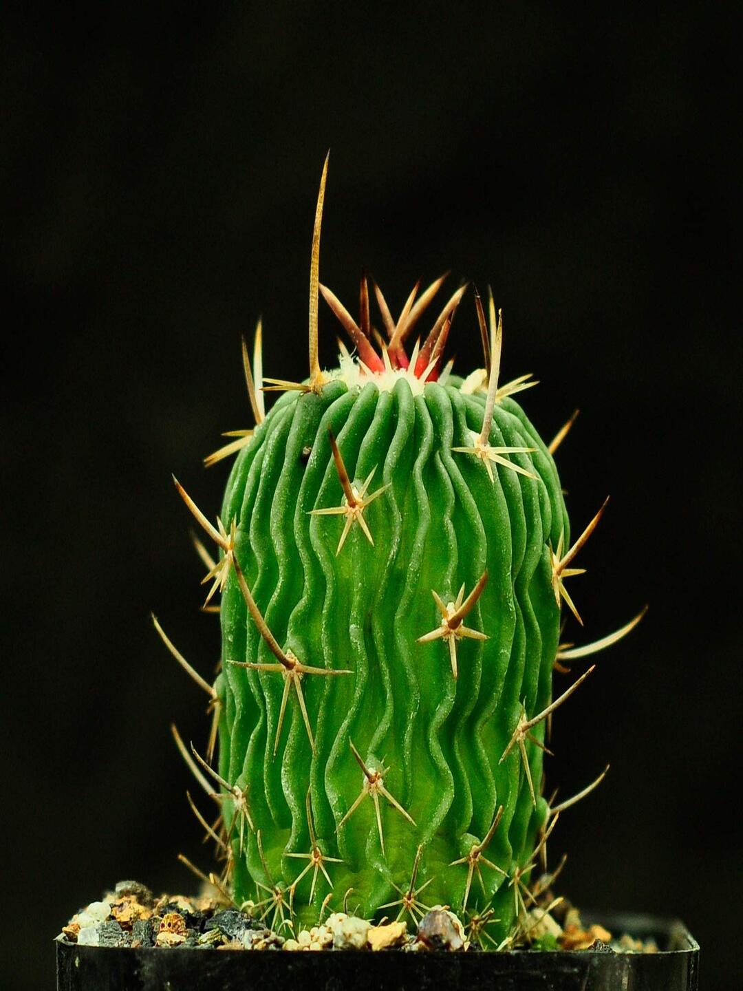 

Studio Seed Brain Cactus AKA Stenocactus Multicostatus Live Plant, Green