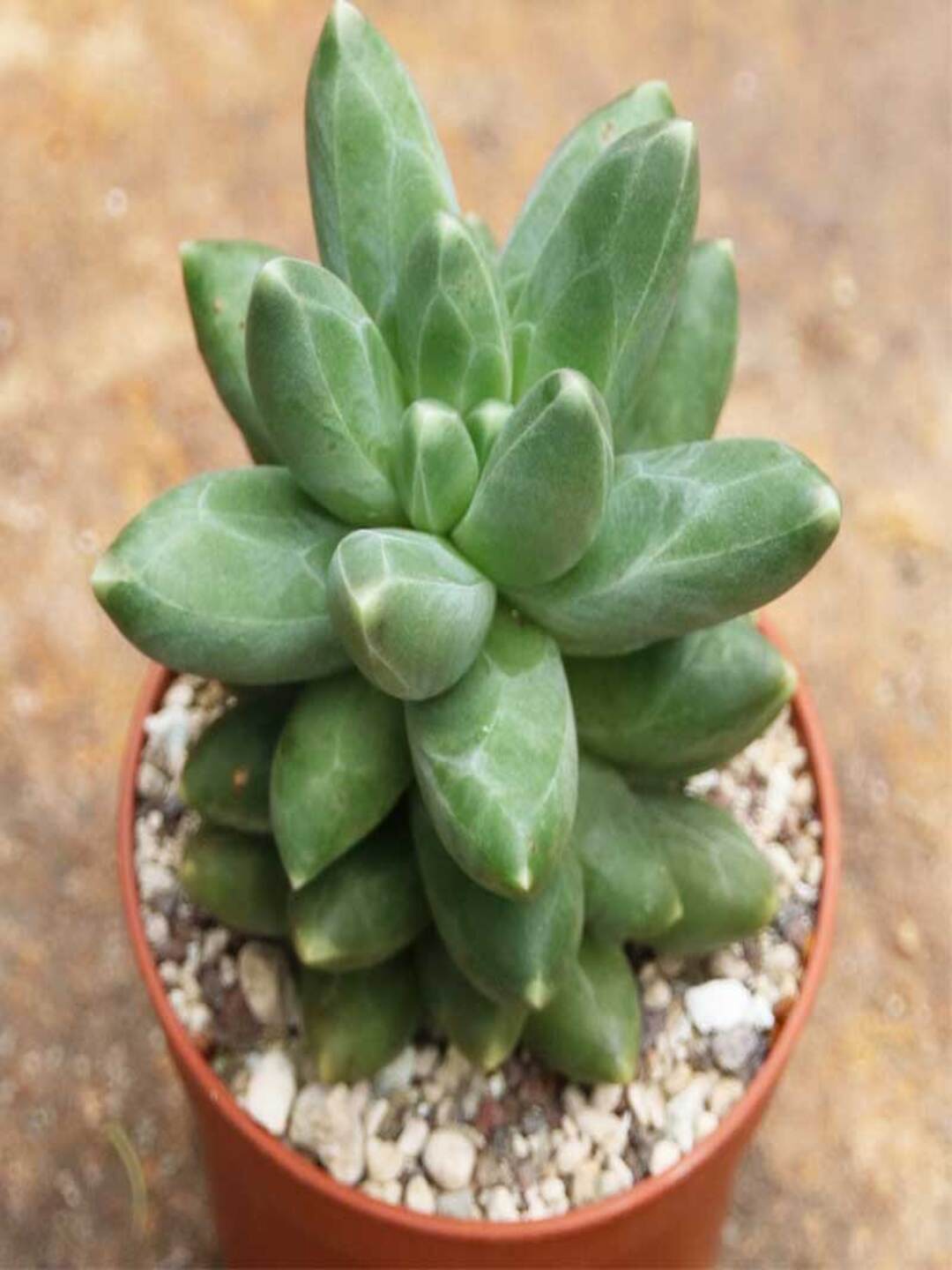 

Studio Seed Pachyphytum Compactum Plant With Pot, Green