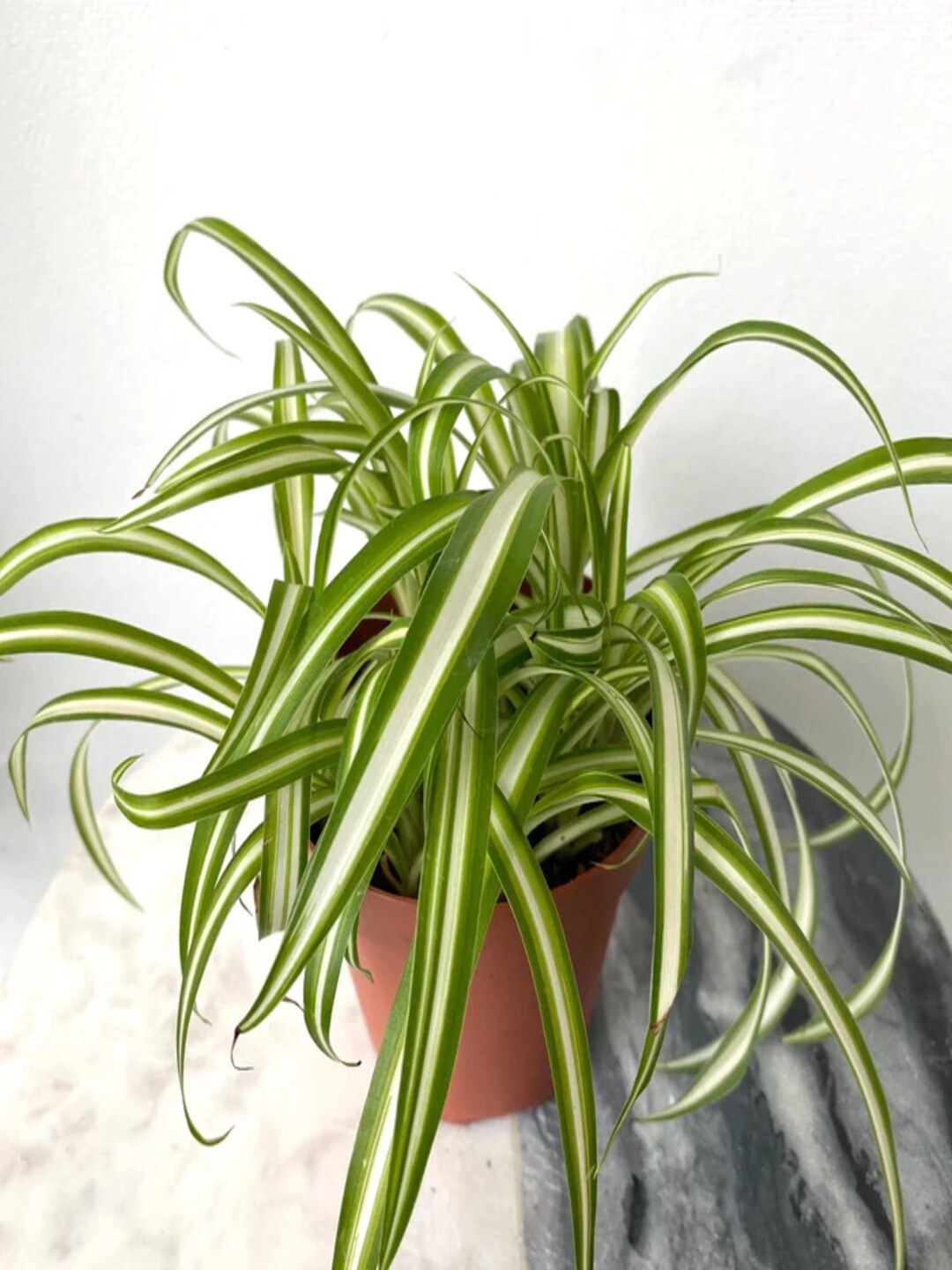 

Studio Seed Chlorophytum Outdoor Spider Plant Air Purifier Live Plant, Green