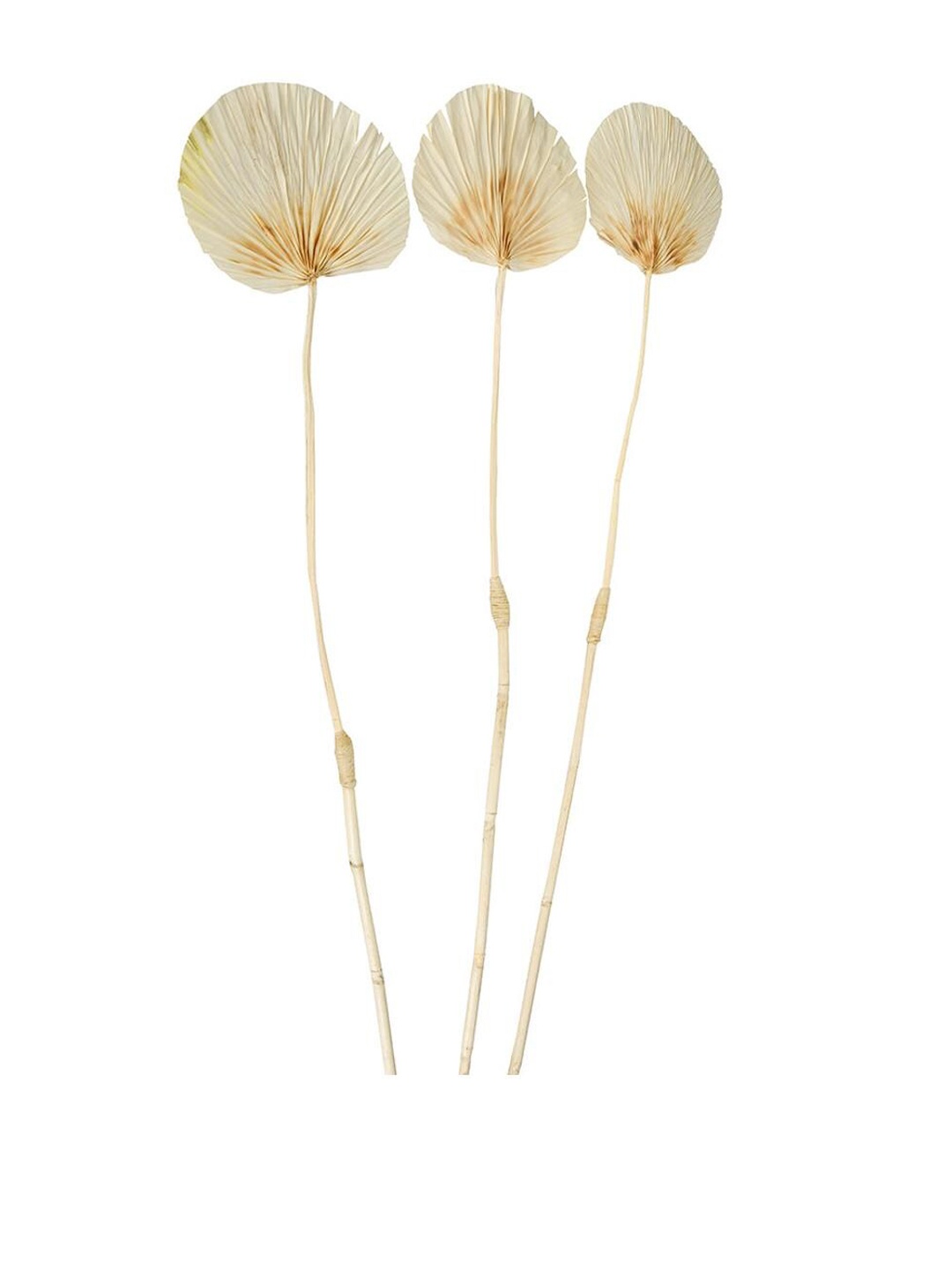 

Athome by Nilkamal Beige Artificial Decorative Palm Leaf Wicker Dry Stick