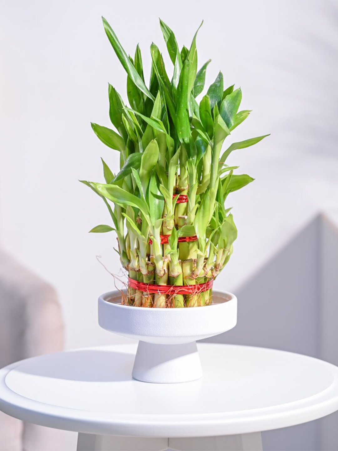 

UGAOO Three Layer Lucky Bamboo Plant With Pot, White