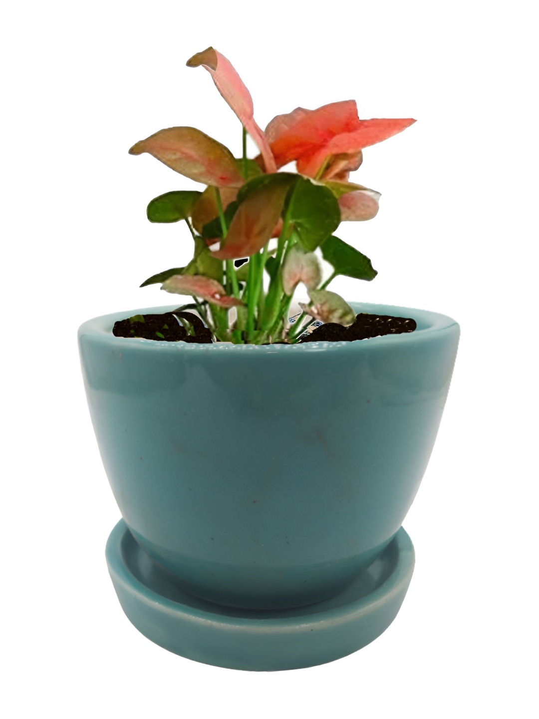 

INDIA MEETS INDIA Green Ceramic Planter