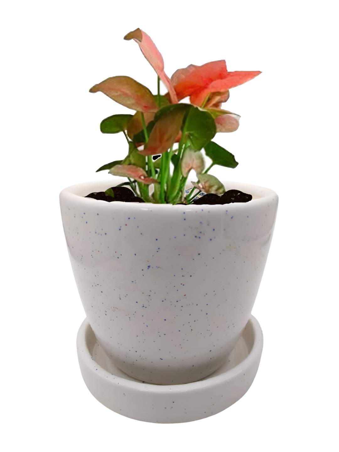 

INDIA MEETS INDIA White Ceramic CP Planter Pot
