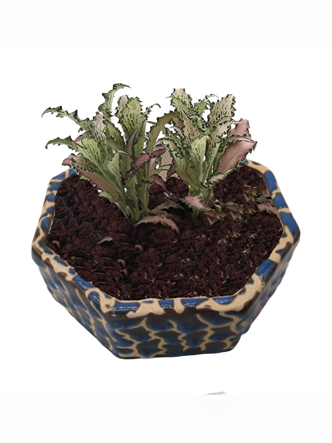 

INDIA MEETS INDIA Blue Ceramic Hexagon Pot Shape Planter