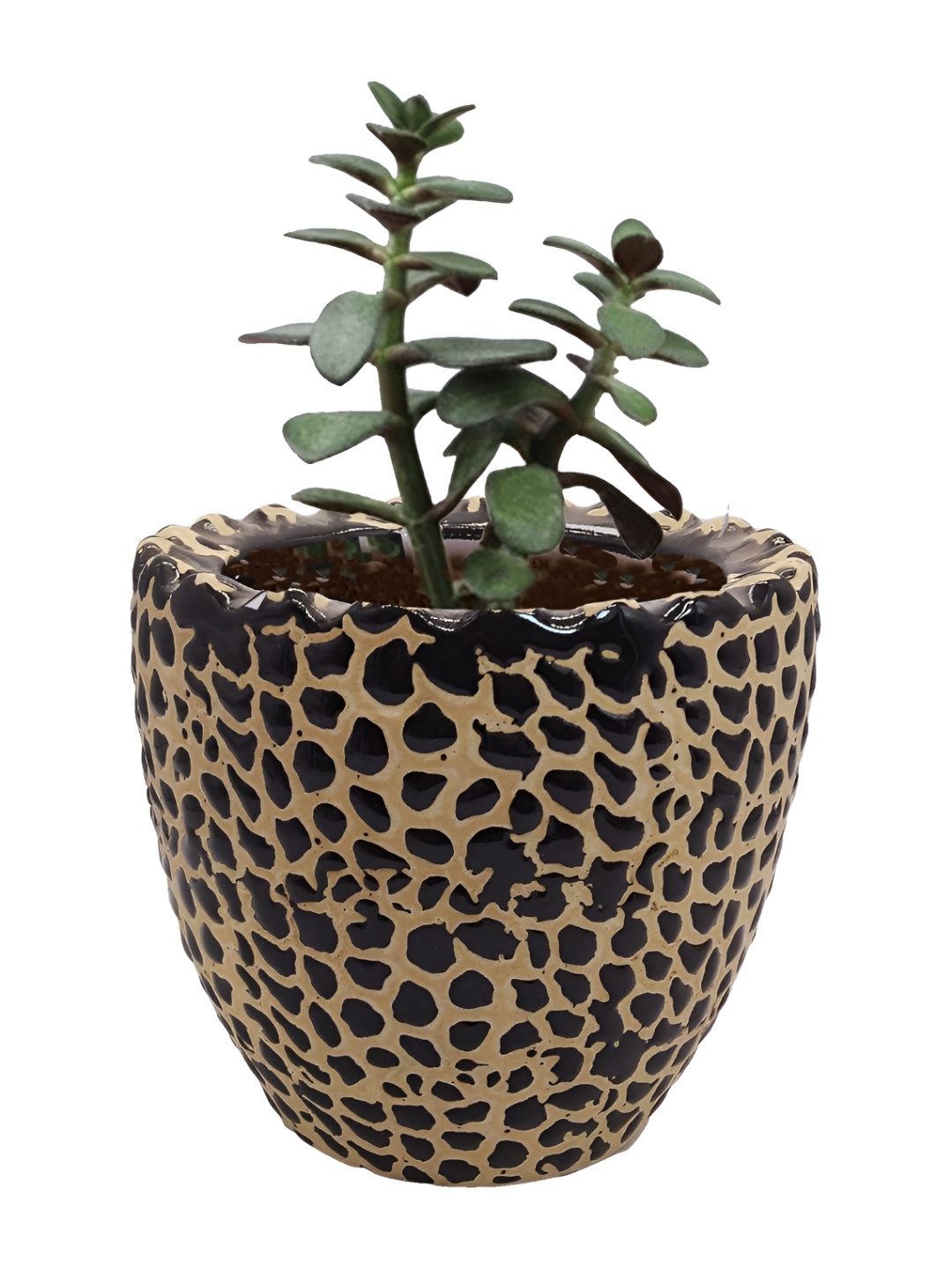 

INDIA MEETS INDIA Black & Beige Ceramic CP Planter
