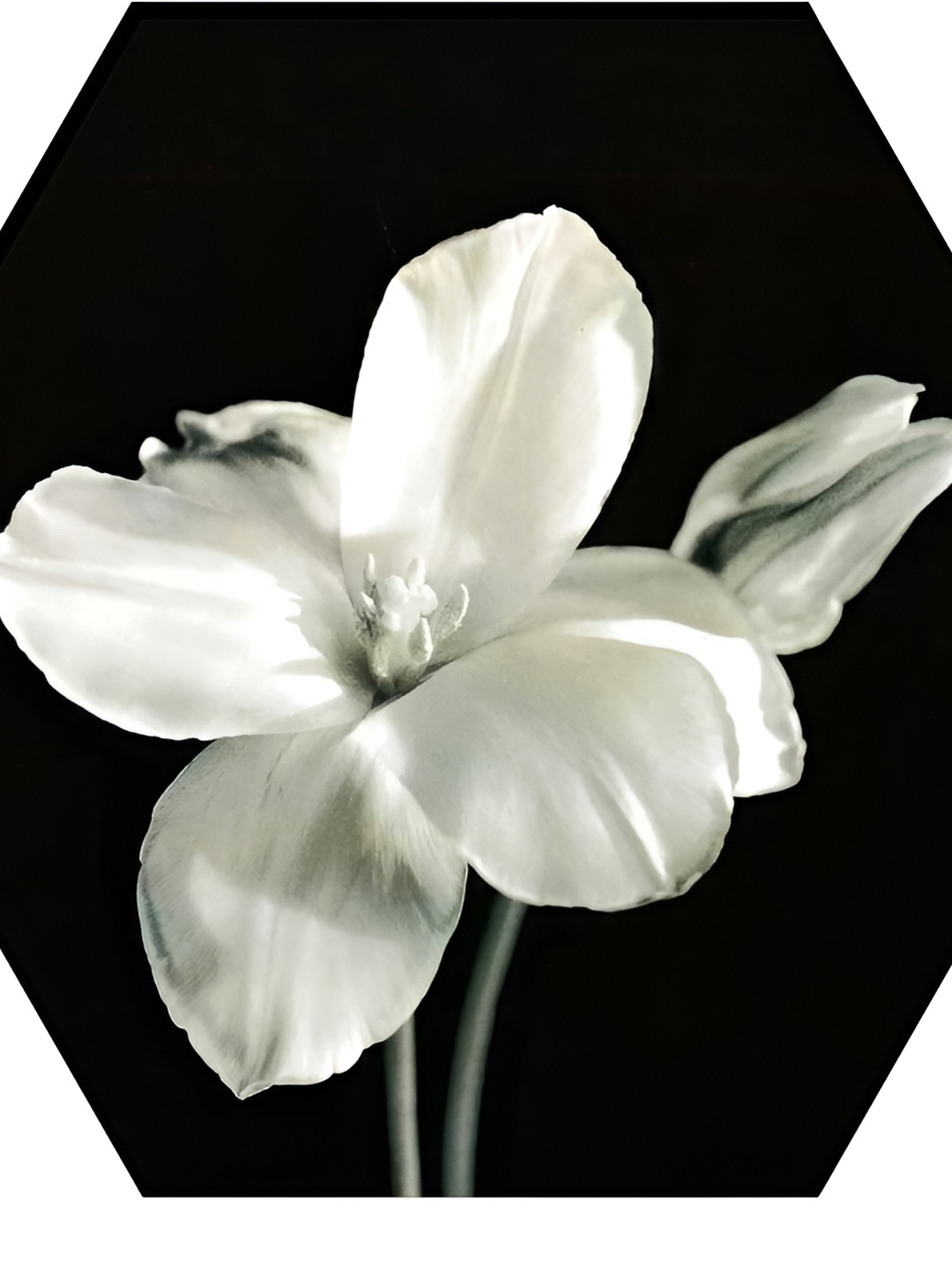 WALLMAX Black & White 3 Pieces Wooden Floral Paintings Wall Arts