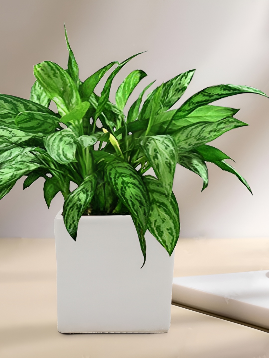

LASAKI White Square Ceramic Planter