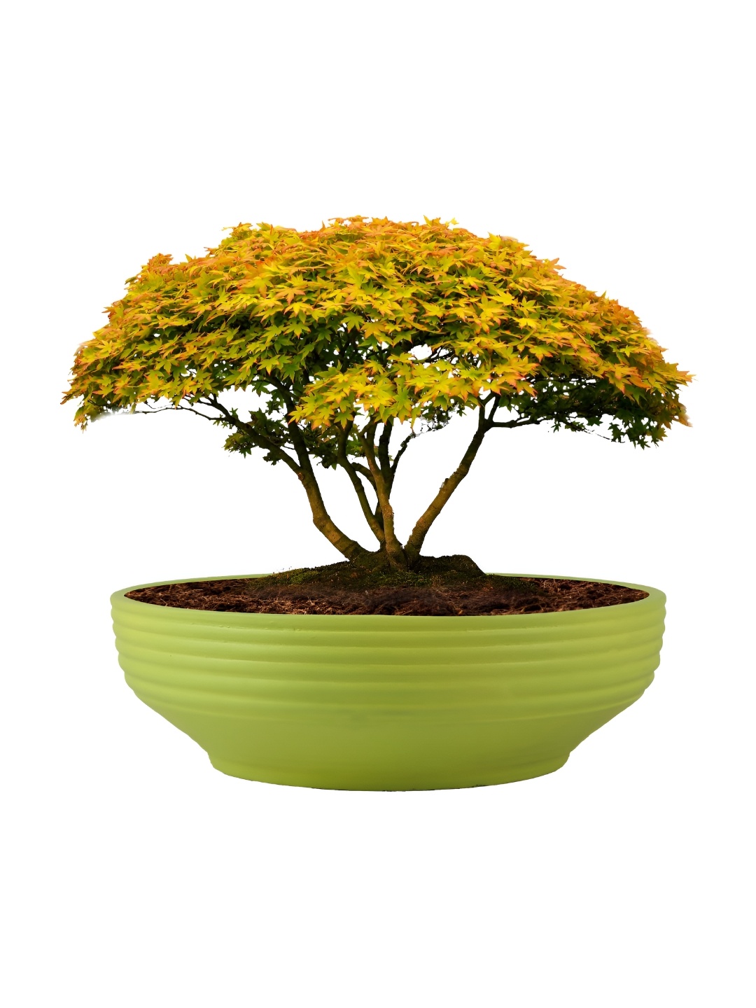 

LASAKI Green Textured Ceramic Planter, Lime green