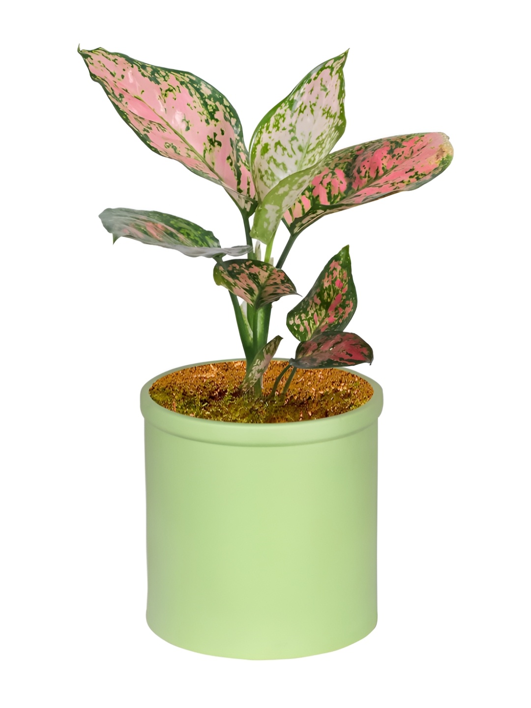 

LASAKI Gloria Lime Green Ceramic Planters