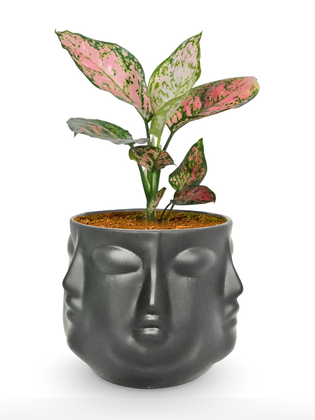 

LASAKI Vivan Black Textured Ceramic Planter