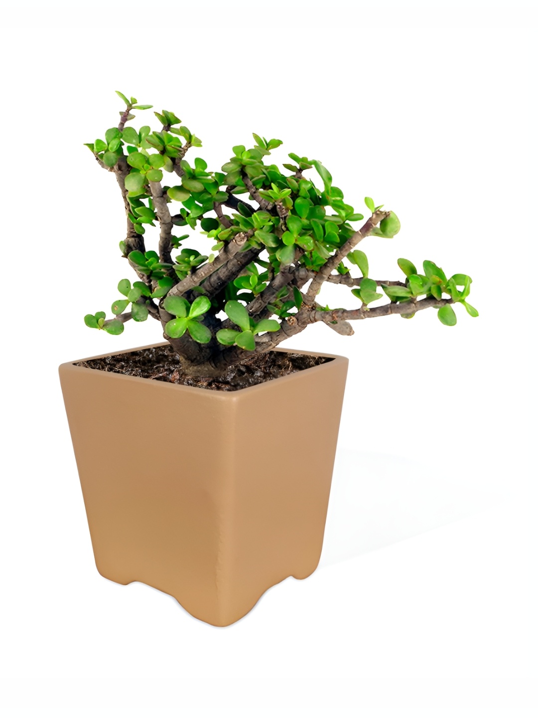 

LASAKI Brown Ceramic Mini Pot Planter