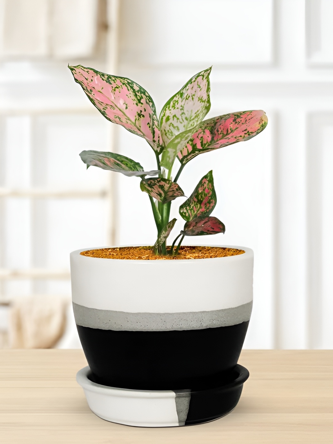 

LASAKI Black White Colourblocked Ceramic Planter With Plate