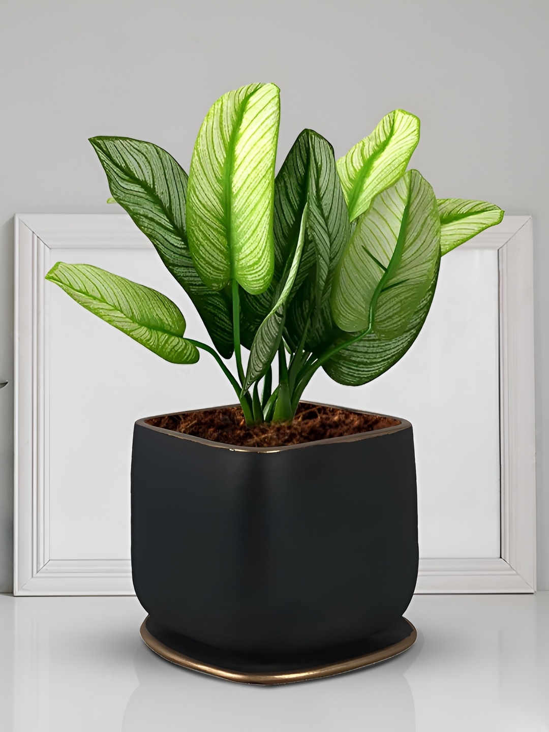 

LASAKI Pearl Black & Gold-Toned Ceramic Planter