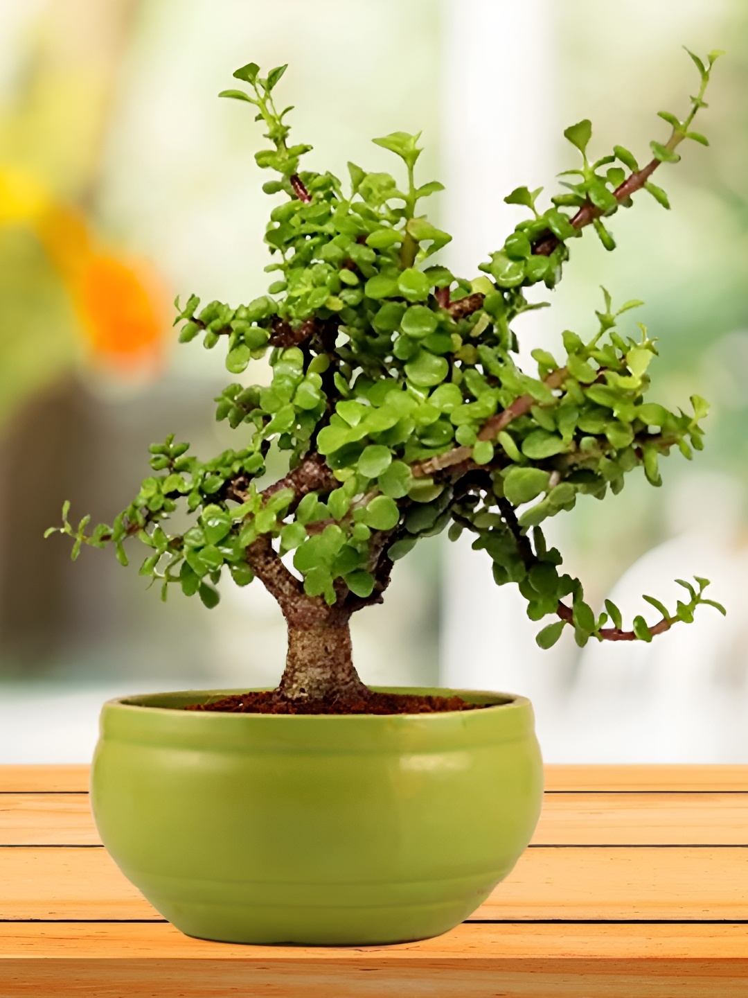 

LASAKI Lime Green Colored Textured Ceramic Planter