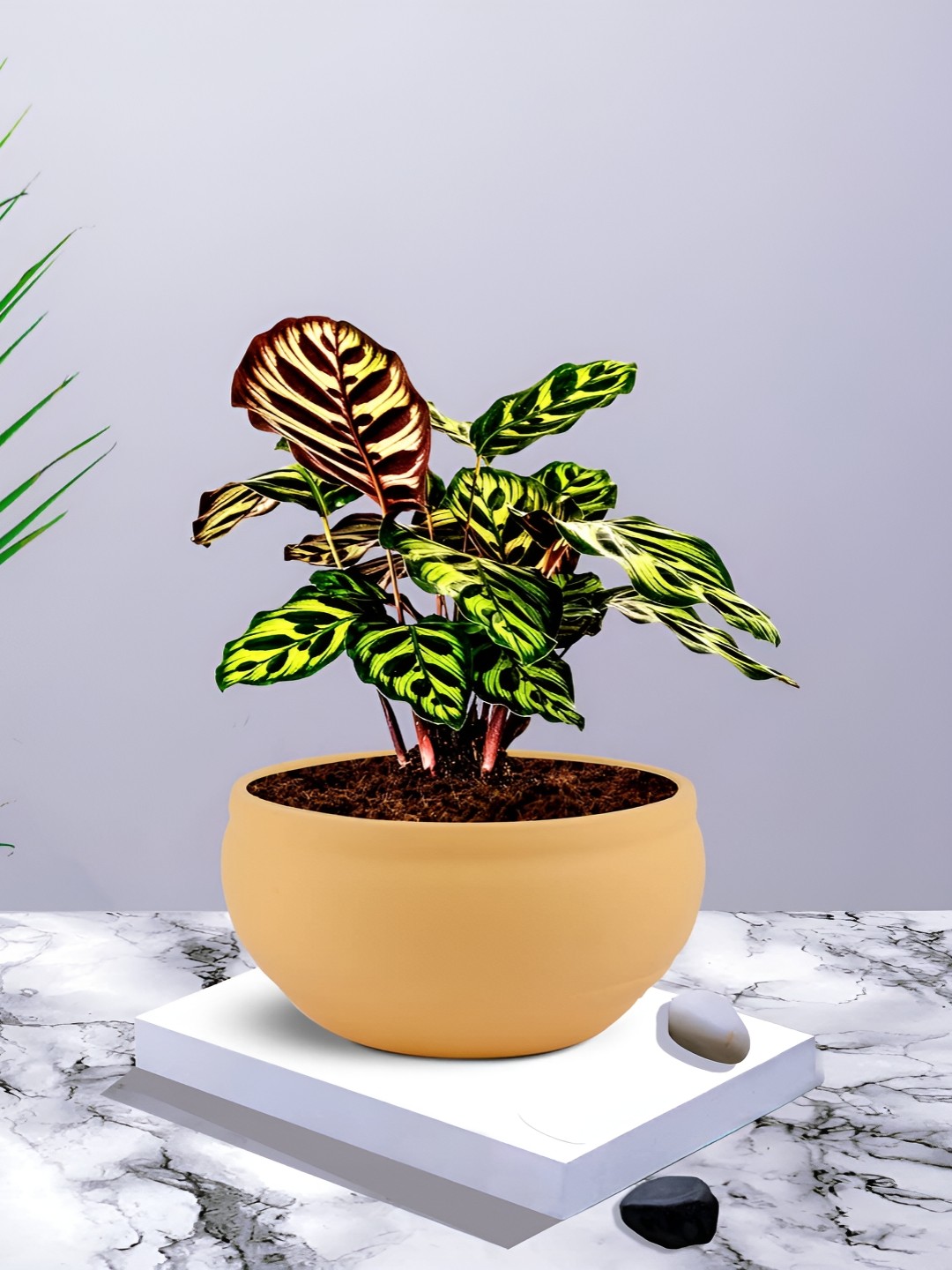 

LASAKI Saffron Yellow Ceramic Planter