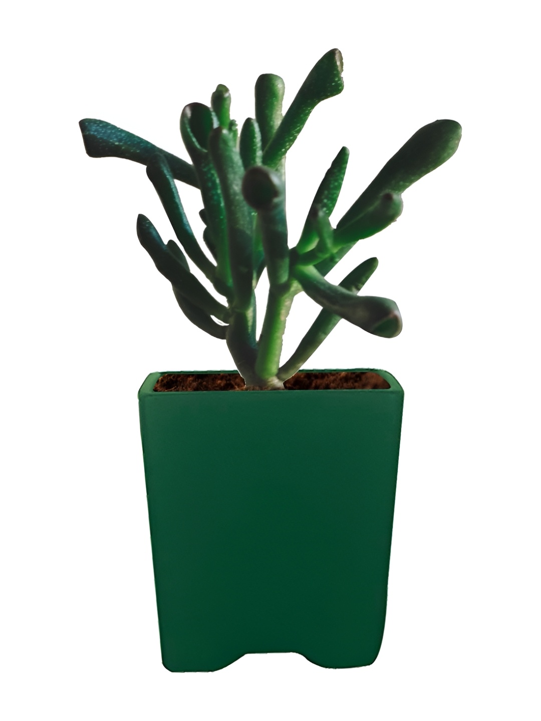 

LASAKI Green Ceramic Planter