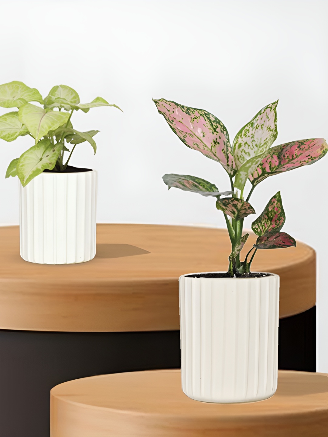 

LASAKI White 2Pcs Textured Ceramic Planter