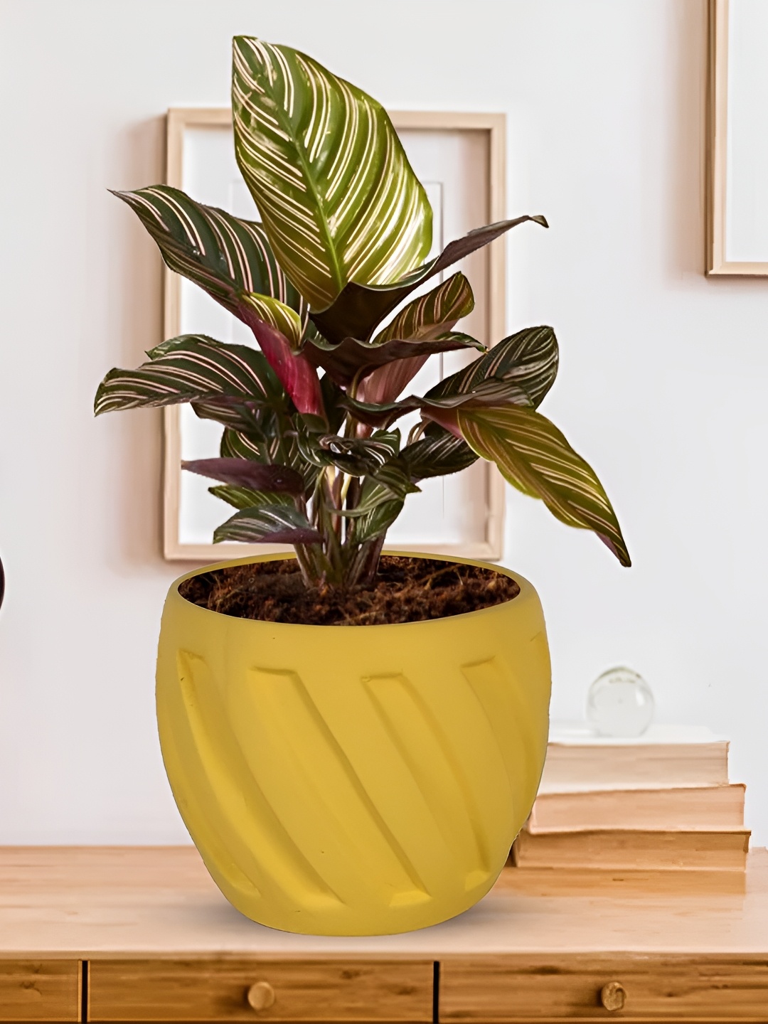 

LASAKI Yellow Textured Ceramic Planters