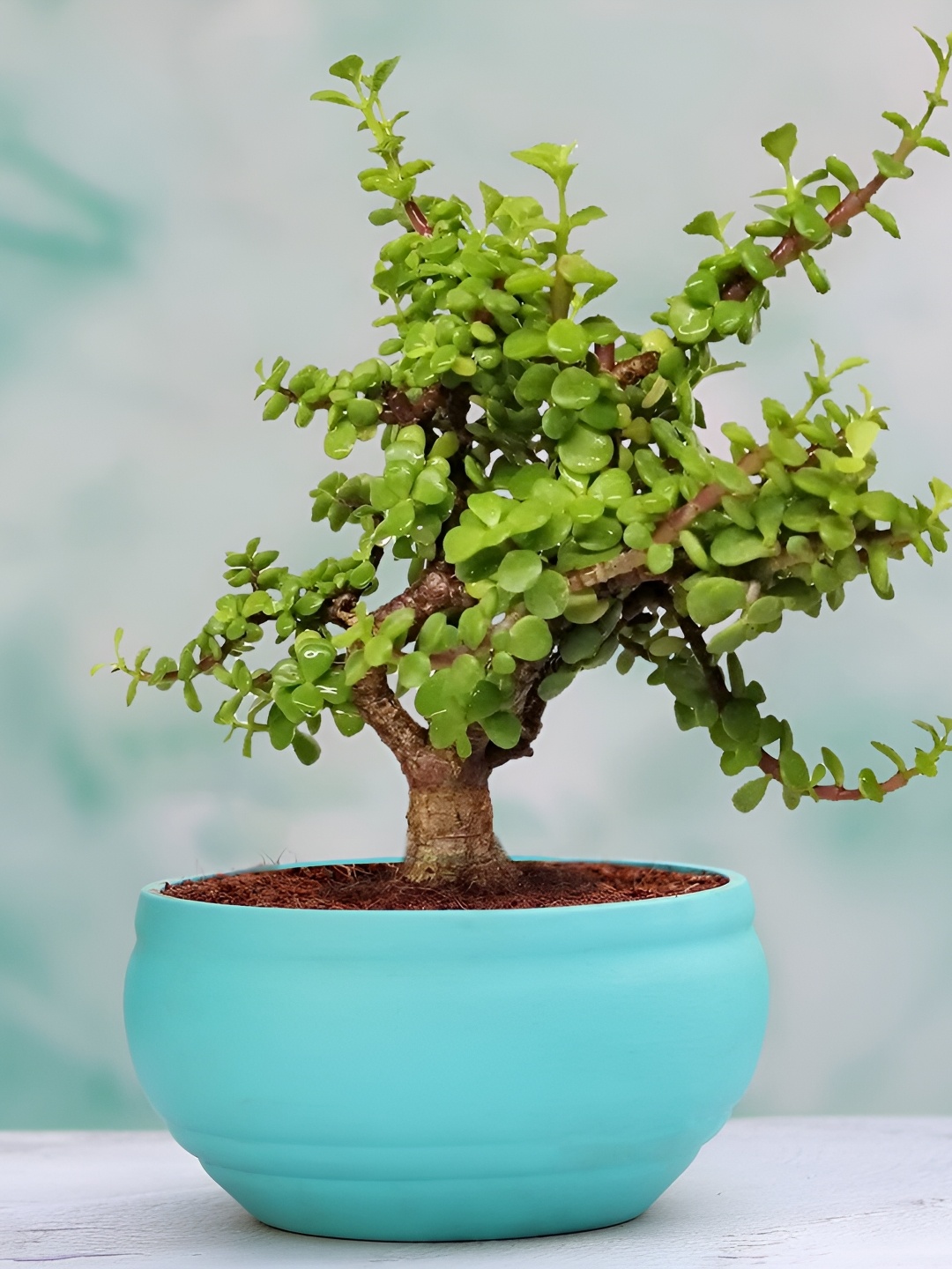 

LASAKI Blue Ceramic Planter With Holder