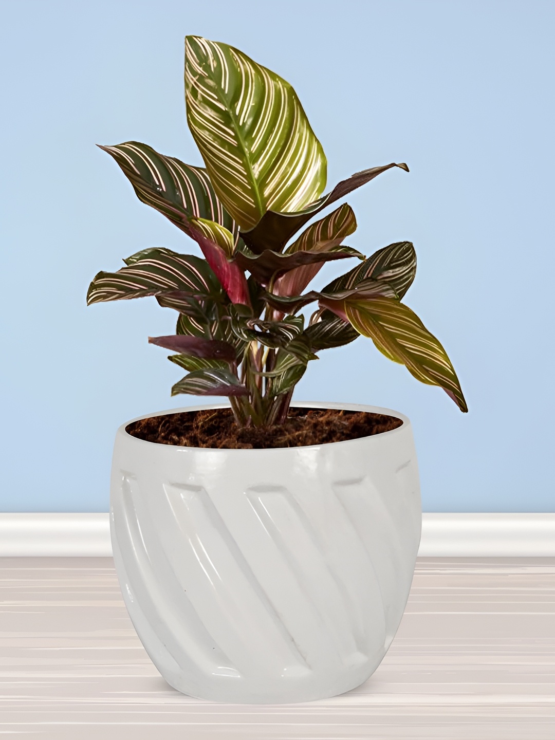 

LASAKI White Textured Ceramic Planter Holder