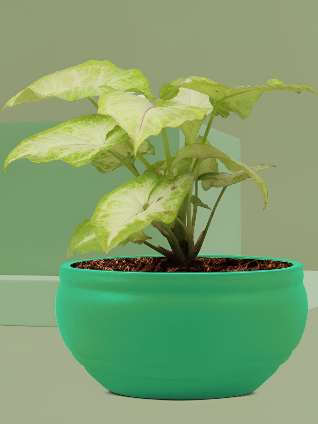 

LASAKI Green Ceramic Planter