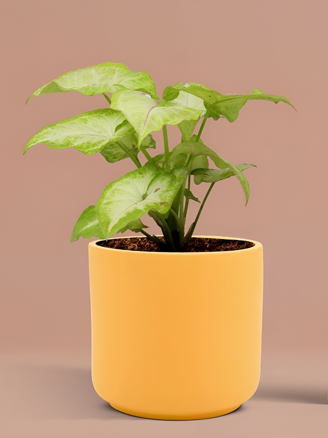 

LASAKI Zeno Yellow Textured Ceramic Planter With Holder