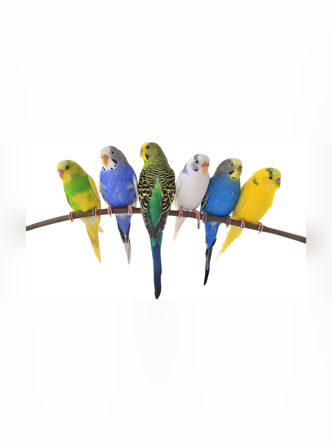 

Aquire Parrot Self Adhesive Sticker, Blue