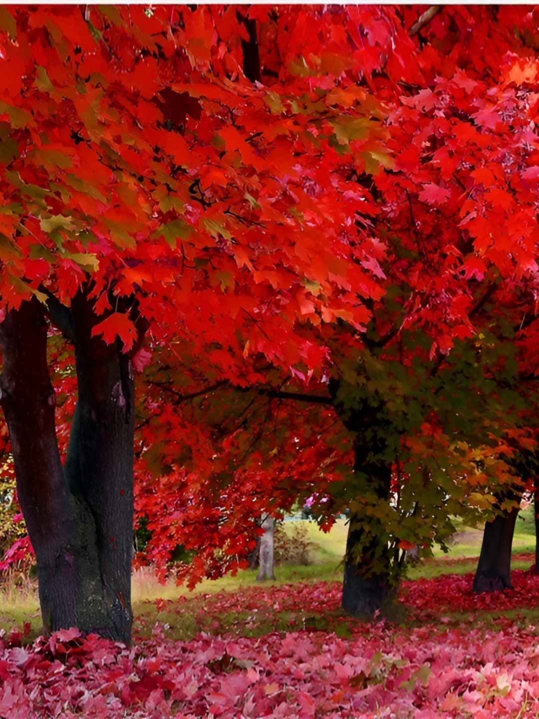 

Aquire Red & Brown Tree Printed Self Adhesive Wall Sticker