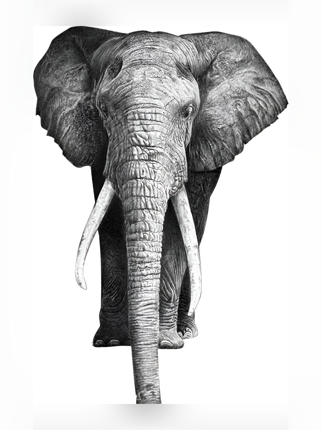 

Aquire Grey Animal Printed Self Adhesive Wall Sticker
